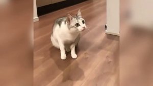 ПРИКОЛЫ С ЖИВОТНЫМИ #13