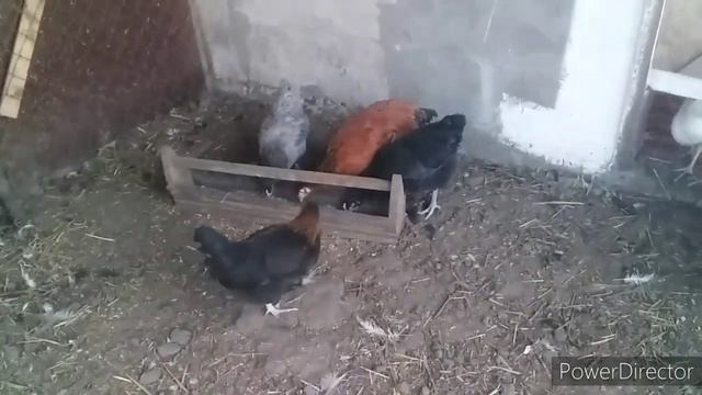 #влог//Как Стимулировать Яйценоскость у Кур Несушек?//Когда Ждать Яйца?