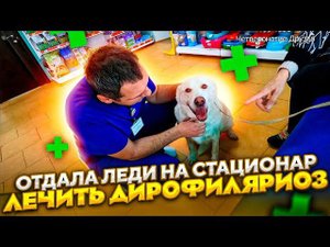 Отвезла Леди в Ессентуки на лечение Дирофиляриоза Частотником