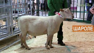 Овцы мясной породы Шароле. Выставка Агрофарм-2020