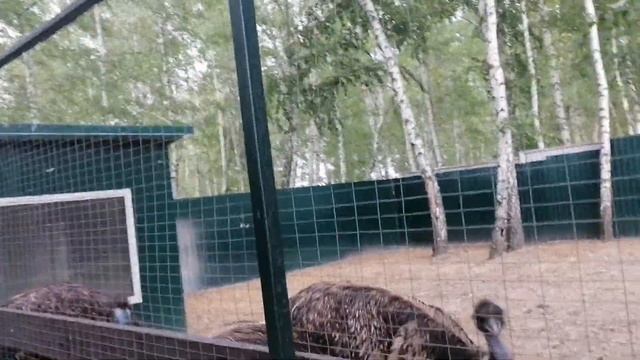 Курчатов. Парк ? птиц. Фазаны, павлин, утки, страус Эму, лебедь, цесарки. смотреть онлайн