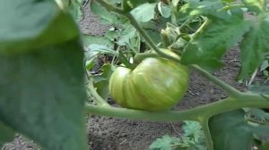 Томат Козула 179. Вегетационный период.