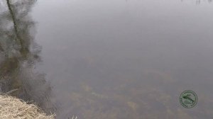 Весенняя рыбалка Нахлыстовыми Мушками. Ловля на нимфу Prince Nymph. Как привязать нимфу.