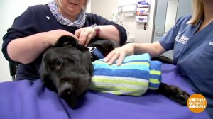 В мире. Пес-донор. Доброе утро. Фрагмент выпуска от 20.12.2019