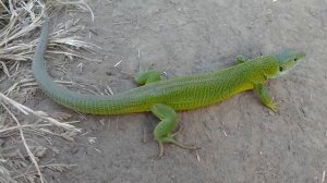 Большая зеленая ящерица