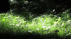 Canon PowerShot SX430 IS (SX432 IS) Handling review & HD video samples