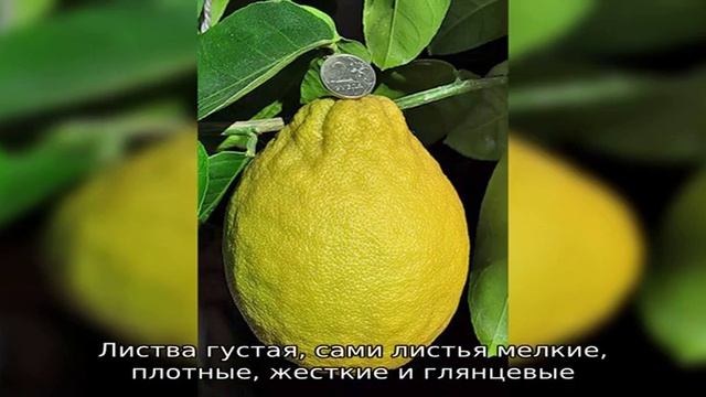 Описание видов и сортов лимонов смотреть онлайн