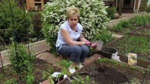 ПОСАДКА ТОМАТОВ ? Что класть в лунку при посадке? / Садовый гид