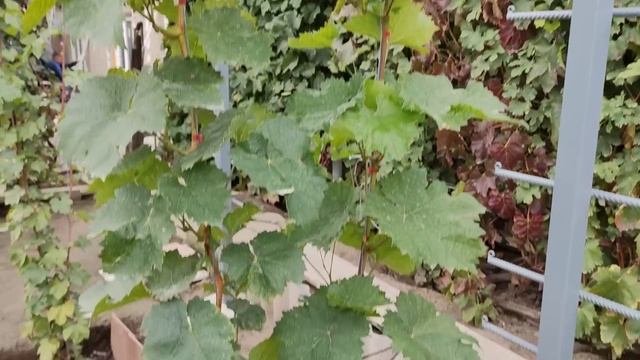 Мой новый виноградник и конструкция моих шпалер! тел.79054033245 WhatsApp и Viber 79528500417.