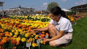 Обзор сортов бархатцев для вашего сада. Бархатцы отклоненные: самые яркие сорта.