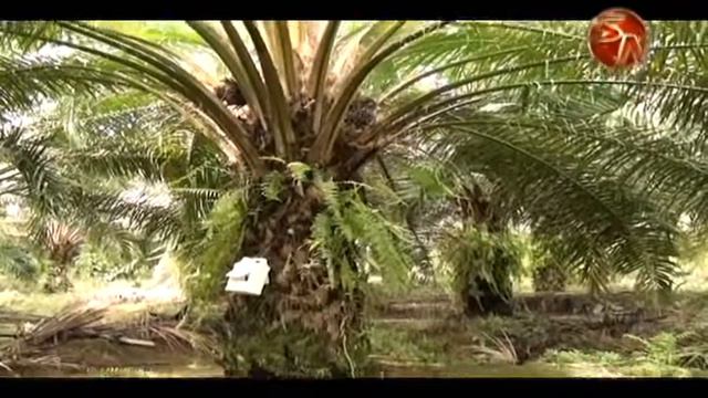 Sector agropecuario procura mejorar salud de suelos para producción de palma смотреть онлайн