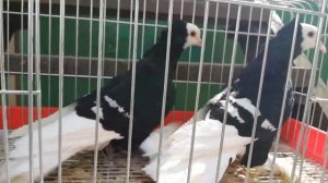 Голуби немецкие монахи