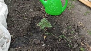 6 соток. 10 июня . САДОВЫЕ ЯГОДЫ зреют.Нравятся бархатки