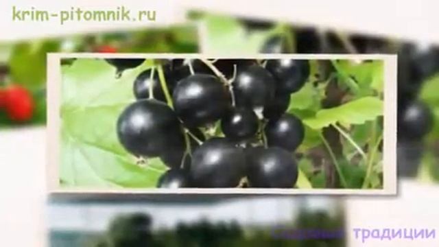 Где купить саженцы малины с доставкой Крым смотреть онлайн