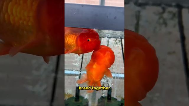 HYBRID Koi & Goldfish Babies!?