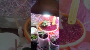 Мой гроубокс своими руками