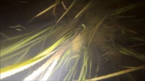 подводная охота калининград....река дейма 25.08