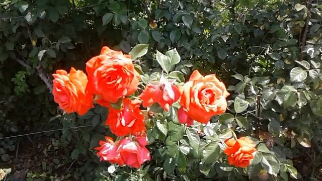 крым после ливней, питомник роз полины козловой rozarium.biz смотреть онлайн