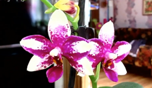 Домашнее цветение (Phalaenopsis Jiaho Summer Love) и новинка Little Flesh..mp4
