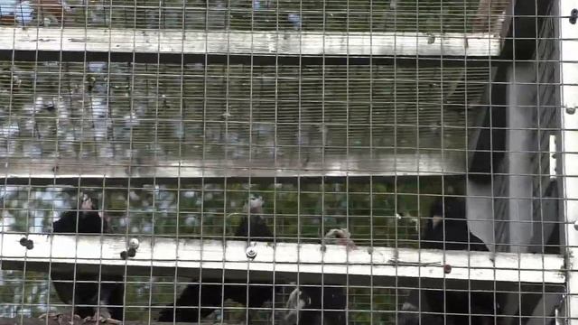 Отдаю голубей , бакинские чили и пара азиатских гладких. смотреть онлайн