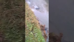 После потопа в городе Хадыженск река хадажка