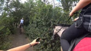 ЛОШАДЬ НАПАЛА НА ЧЕЛОВЕКА. УЧИМСЯ ВЕРХОВОЙ ЕЗДЕ