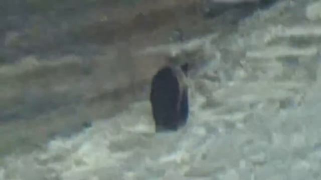 медведь поймал лося смотреть онлайн