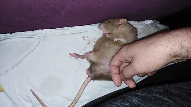 Крисюша спит на спине😊 смотреть онлайн