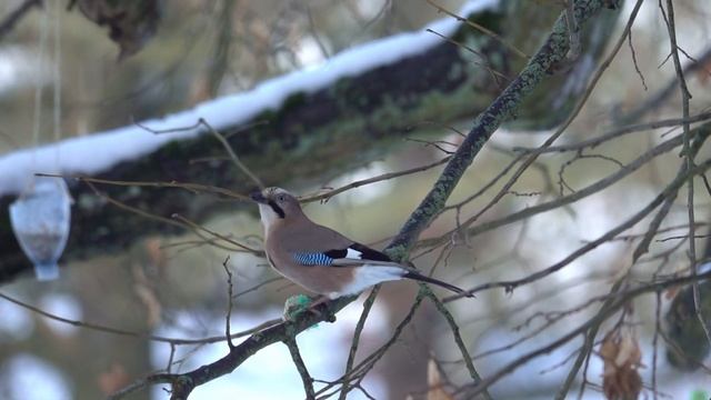 Sojka obecná (Garrulus glandarius) Eurasian jay, Сойка, Eichelhäher, Sójka zwyczajna, Sojka obyčajn смотреть онлайн