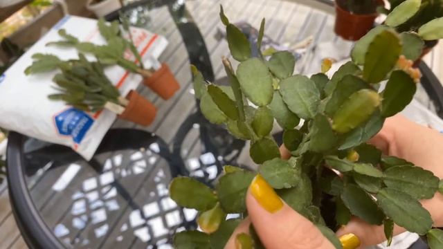 Schlumbergera & Rhipsalidopsis Unboxing (California Tropicals & Whitton Greenhouses) смотреть онлайн
