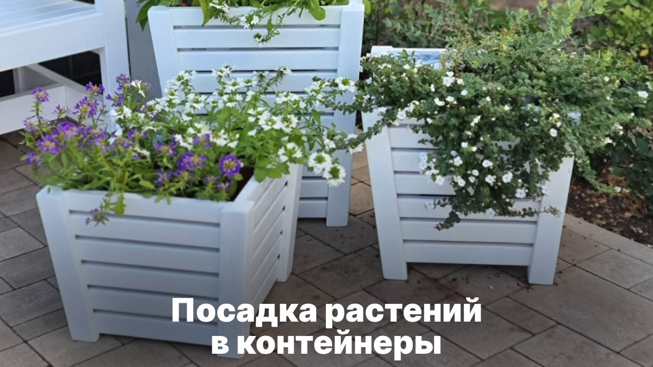 Посадка растений в контейнеры. Высаживаем гелихризум в грунт.