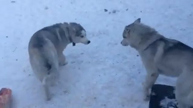 Мясо едят!!! Вот правельно кормления собак ?? смотреть онлайн