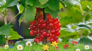 Смородина красная Маарсес Проминент ? Обзор: посадка и уход. крупномеры: описание и особенности