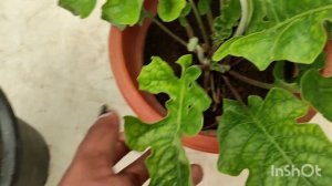 How to grow and care of gerbera/pottingmix of gerbera plant/പെട്ടന്നു പൂക്കൾ ഉണ്ടാവാൻ easy tips