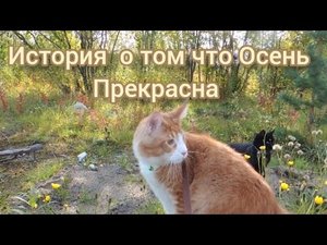 ?История для детей о том как Котик не любил Осень ( Говорящие Животные)