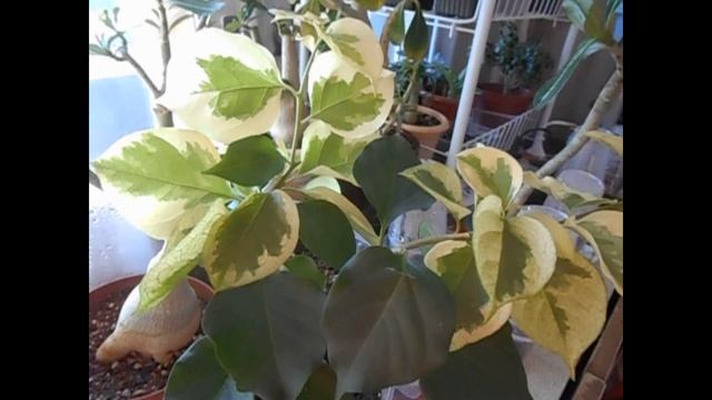 Новый стеллаж для растений / Новая бугенвиллия Dauphine смотреть онлайн