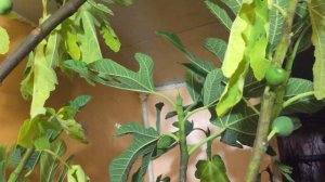 Зимовка инжира в подвале, хурмы и других теплолюбивых культур.