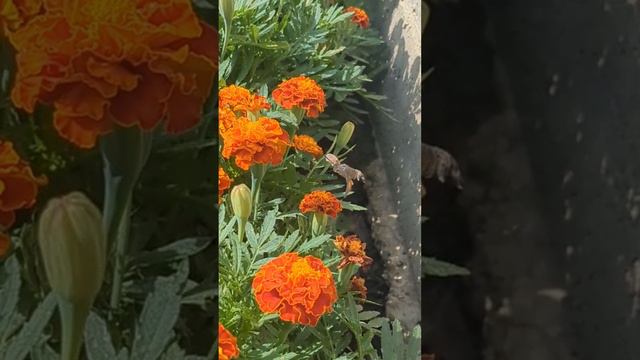 Бабочка колибри-бражник пьёт нектар