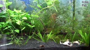 Лягушка гименохирус Размножение на ilikepet