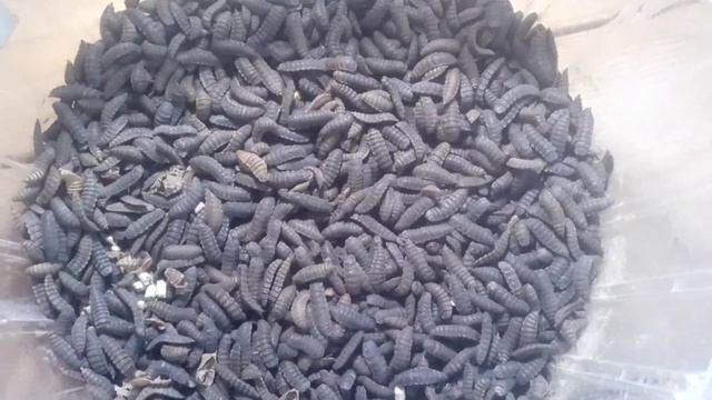 Начал выращивать личинку мухи "черная львинка" в Крыму. смотреть онлайн