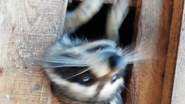 Когда жизнь удалась? Енот полоскун Дуня. смотреть онлайн