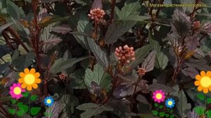 Пузыреплодник калинолистный Литтл Джокер. Краткий обзор physocarpus opulifolius Little Joker