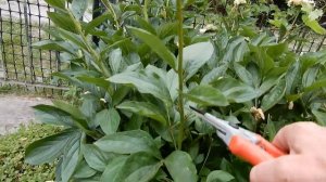 Для пышного цветения пионов.... никогда не обрезайте....