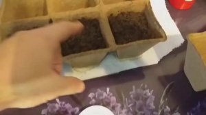 Проращивание семян Секвойи и Лиственницы в домашних условиях. часть 2