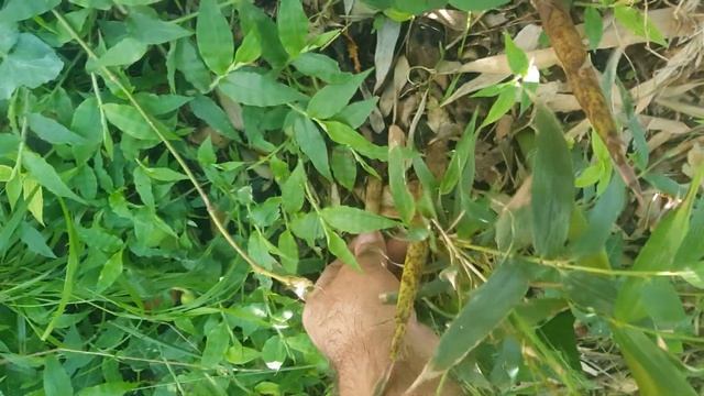 3 дня из жизни бамбука. смотреть онлайн