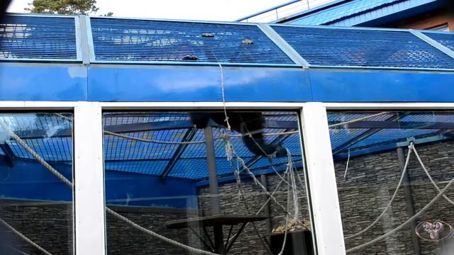 Очень умная ОБЕЗЬЯНА, не каждый человек так сообразит. смотреть онлайн