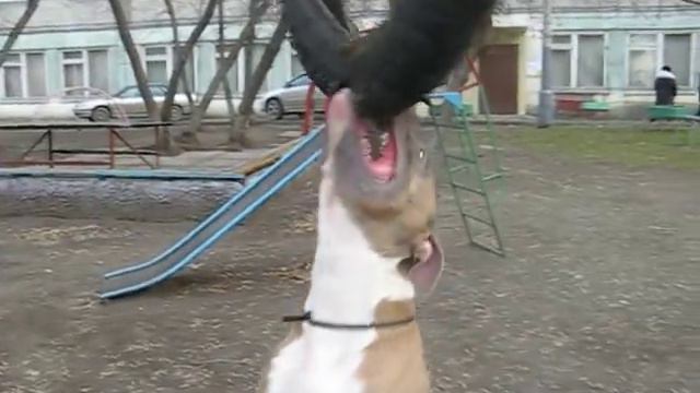 СТАФФОРД БОСС НА КОЛЕСЕ смотреть онлайн