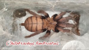 Пауки птицееды дома. Выгрызаем кокон. Сhilobrachys fimbriatus