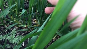 Гербицид и фунгицид для зерновых. Бурьян атакует на улице дубарь ? когда брызгать?