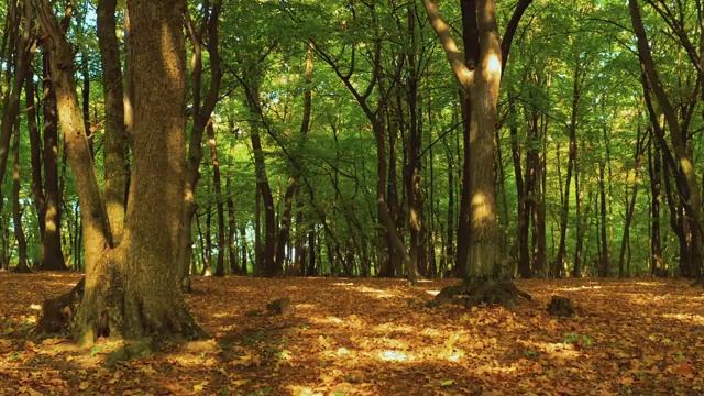 Изумительная музыка для Релаксации. Музыка для Релаксации, Сна, Медитации, Йоги, Учебы смотреть онлайн